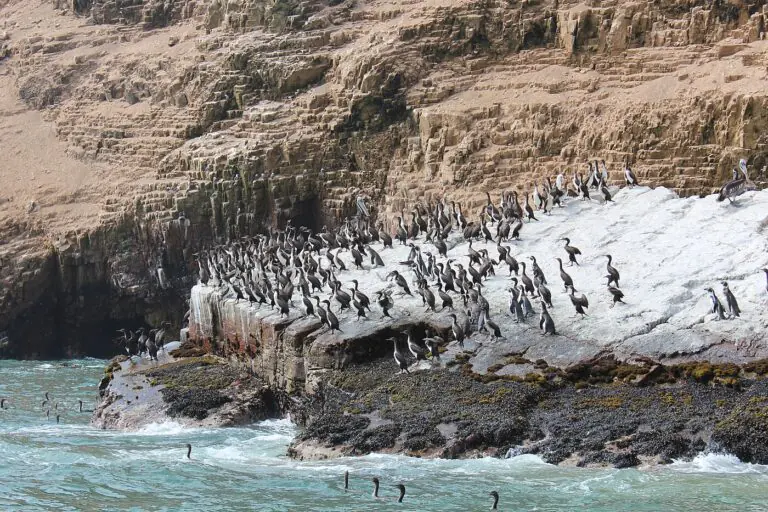 Cormorants, Humboldt penguins, and a pelican crowding the guano rocks of the Palomino Islands