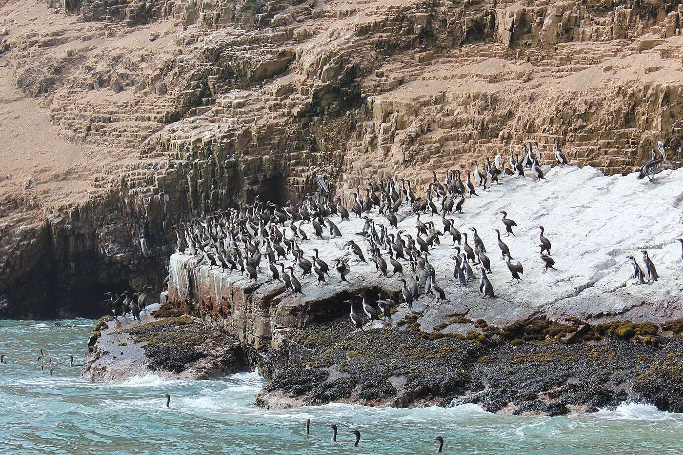 Cormorants, Humboldt penguins, and a pelican crowding the guano rocks of the Palomino Islands